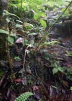 Anoectochilus elatus Lindl.